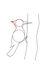 How to draw a woodpecker - Step 4