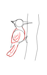 How to draw a woodpecker - Step 5