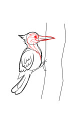 How to draw a woodpecker - Step 6