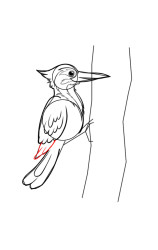 How to draw a woodpecker - Step 7