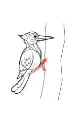 How to draw a woodpecker - Step 8