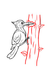 How to draw a woodpecker - Step 9
