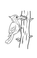How to draw a woodpecker - Step 10