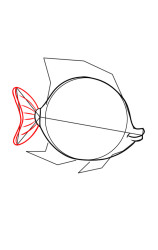 How to draw an angelfish - Step 4