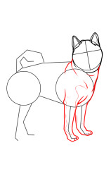 How to draw Shiba Inu - Step 4