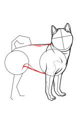 How to draw Shiba Inu - Step 5