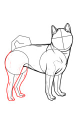 How to draw Shiba Inu - Step 6