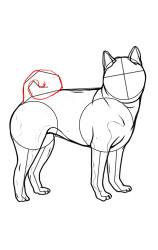 How to draw Shiba Inu - Step 7