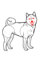 How to draw Shiba Inu - Step 8