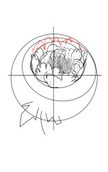 How to draw a peony flower - Step 6