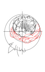 How to draw a peony flower - Step 7