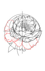 How to draw a peony flower - Step 8