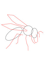How to draw wasps - Step 2