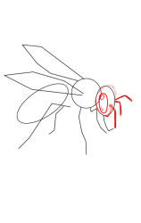 How to draw wasps - Step 3