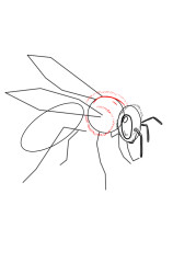 How to draw wasps - Step 4