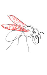 How to draw wasps - Step 5