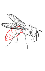 How to draw wasps - Step 6