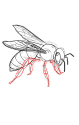 How to draw wasps - Step 8