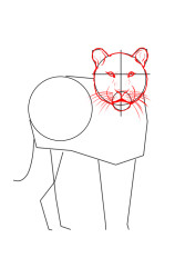 step by step how to draw a tiger - Step 4