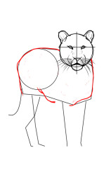 step by step how to draw a tiger - Step 5