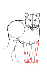 step by step how to draw a tiger - Step 6