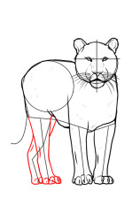 step by step how to draw a tiger - Step 7