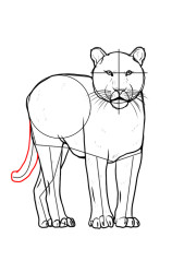 step by step how to draw a tiger - Step 8