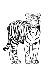 step by step how to draw a tiger - Step 10