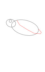 Step by step how to draw a turtle - Step 2