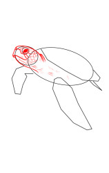 Step by step how to draw a turtle - Step 4