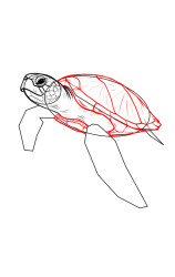 Step by step how to draw a turtle - Step 5