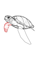 Step by step how to draw a turtle - Step 6