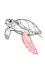 Step by step how to draw a turtle - Step 7