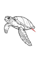 Step by step how to draw a turtle - Step 8