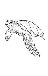 Step by step how to draw a turtle - Step 9