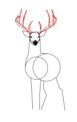 How to draw a elk - Step 5