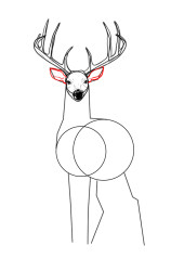 How to draw a elk - Step 6