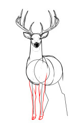 How to draw a elk - Step 8