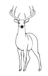 How to draw a elk - Step 10