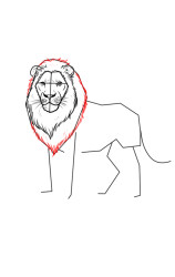 How to draw a lion easy - Step 6