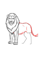 How to draw a lion easy - Step 8