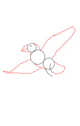 How to draw a puffin - Step 2