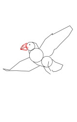 How to draw a puffin - Step 3