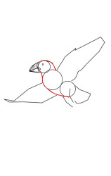 How to draw a puffin - Step 4
