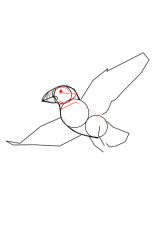 How to draw a puffin - Step 5
