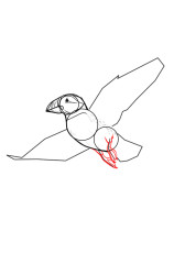 How to draw a puffin - Step 6
