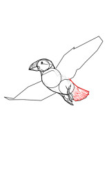 How to draw a puffin - Step 7