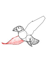 How to draw a puffin - Step 8