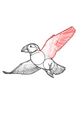 How to draw a puffin - Step 9