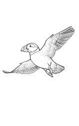 How to draw a puffin - Step 10